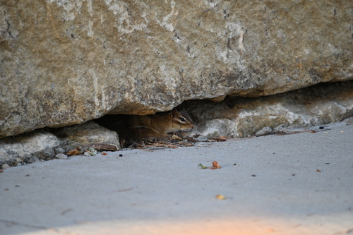 Eastern Chipmunk photographed in Kansas
