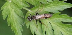 Tenthredo silensis
