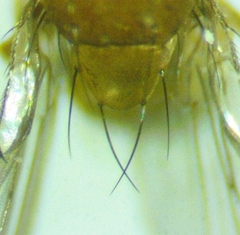 Drosophila neotestacea