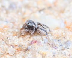 Habronattus altanus