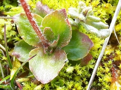 Micranthes stellaris