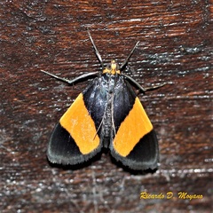 Semniomima