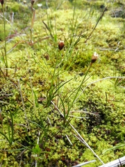 Juncus triglumis