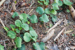 Soldanella montana