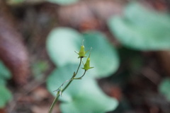 Soldanella montana