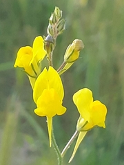 Linaria spartea