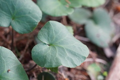 Soldanella montana