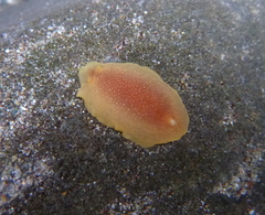 Doriopsilla albopunctata