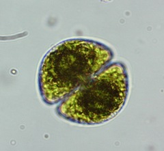 Staurastrum orbiculare