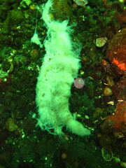 Apostichopus californicus