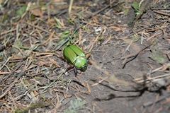 Chrysina orizabae