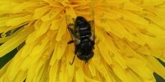 Eristalinus sepulchralis
