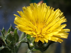 Helminthotheca echioides