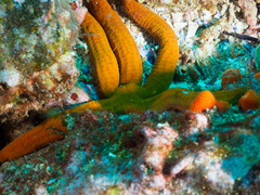 Ophidiaster confertus