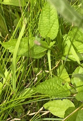 Scutellaria lateriflora grohii