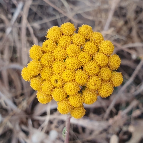 African Daisy (Lonas annua)