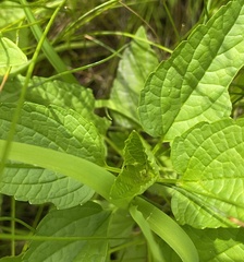 Scutellaria lateriflora grohii