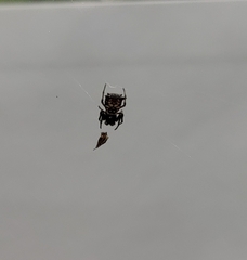 Micrathena saccata