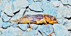 Neocurtilla