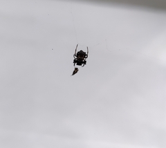 Micrathena saccata