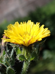 Helminthotheca echioides