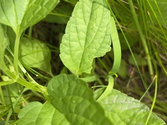 Scutellaria lateriflora grohii