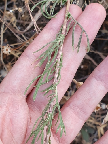 Lonas annua, photograph 2