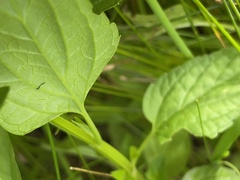 Scutellaria lateriflora grohii