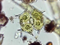 Xanthidium antilopaeum