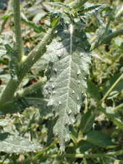 Helminthotheca echioides
