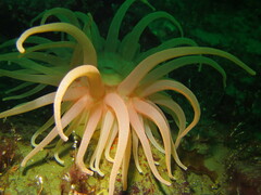 Cribrinopsis fernaldi