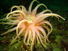 Cribrinopsis fernaldi