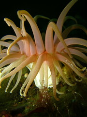 Cribrinopsis fernaldi