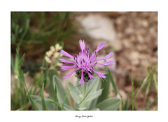 Centaurea triumfettii