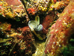 Protula pacifica