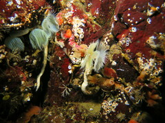 Protula pacifica