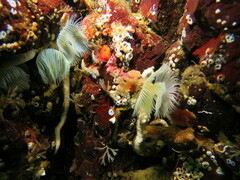 Protula pacifica