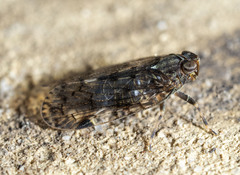 Melanoliarus placitus