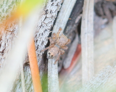 Habronattus altanus