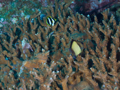 Chaetodon tricinctus