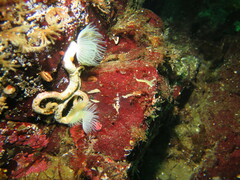 Protula pacifica