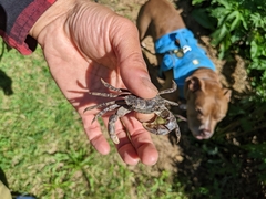 Hemigrapsus sanguineus
