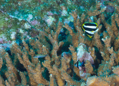 Chaetodon tricinctus