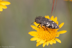 Acmaeodera idahoensis