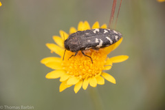 Acmaeodera idahoensis