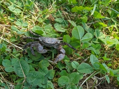 Hemigrapsus sanguineus