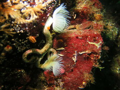 Protula pacifica