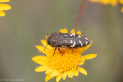 Acmaeodera idahoensis