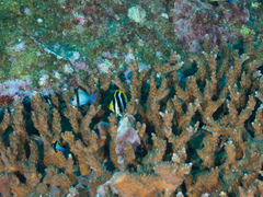 Chaetodon tricinctus