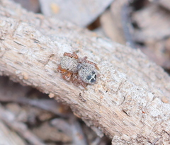 Habronattus altanus